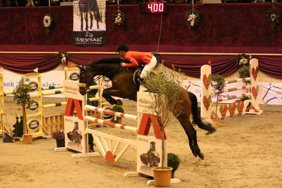 Hollandsk Varmblod C.ALBA R19 - SOLGT - Albatrouz til Christmas Show - 125 billede 1