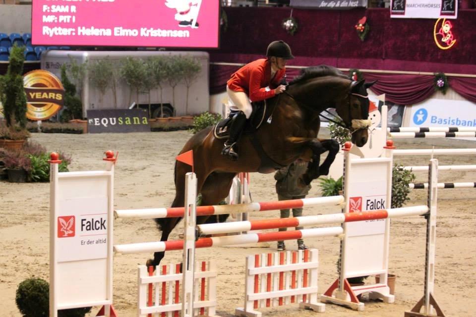 Hollandsk Varmblod C.ALBA R19 - SOLGT - Alba Christmas Show - 125 billede 4