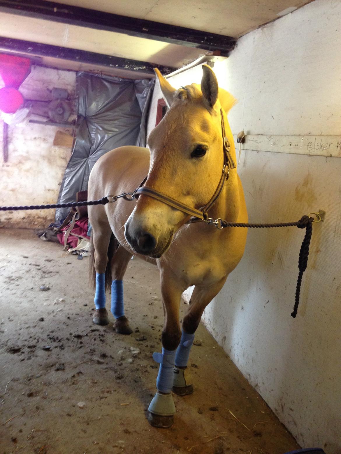 Fjordhest skovløkke's luca billede 13