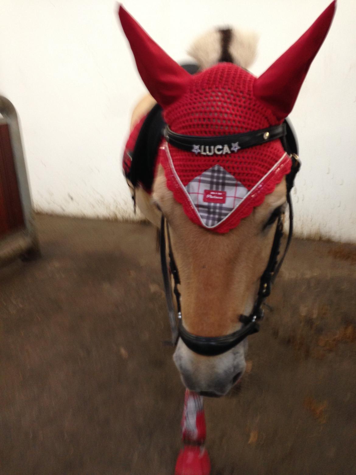 Fjordhest skovløkke's luca billede 14