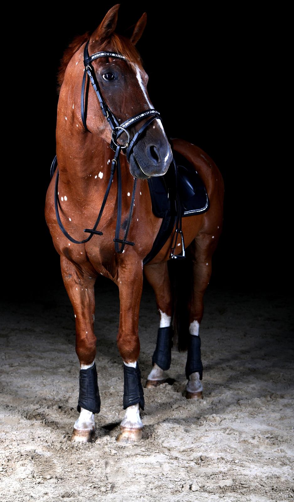 Hollandsk Sportspony Harpo Van De Haverkamp (Stanley) (himmelhest) billede 1