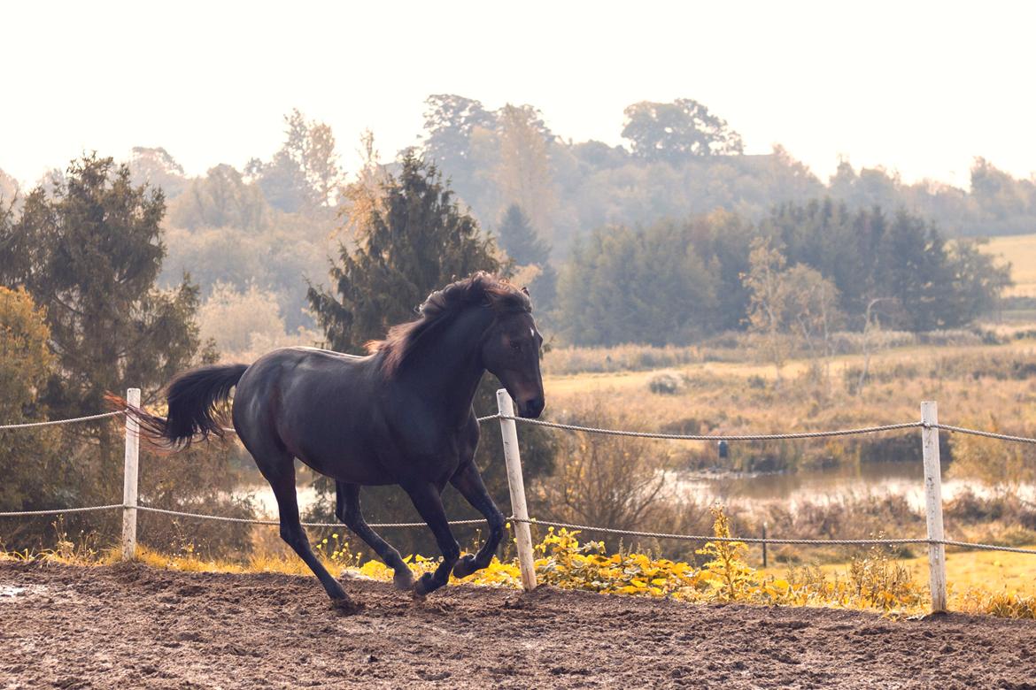 Anden særlig race Jasmindine Dandy billede 6