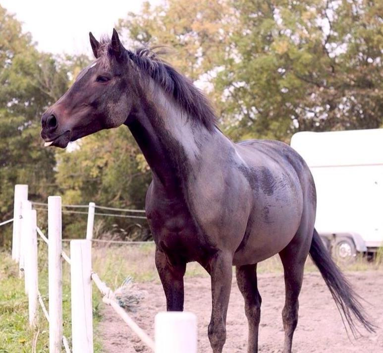 Anden særlig race Jasmindine Dandy billede 2