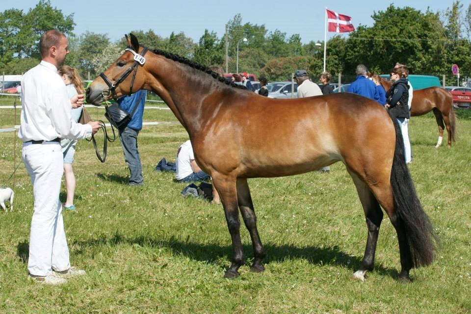 New Forest Gaia Hippios - Roskilde dyrskue 2014 billede 14