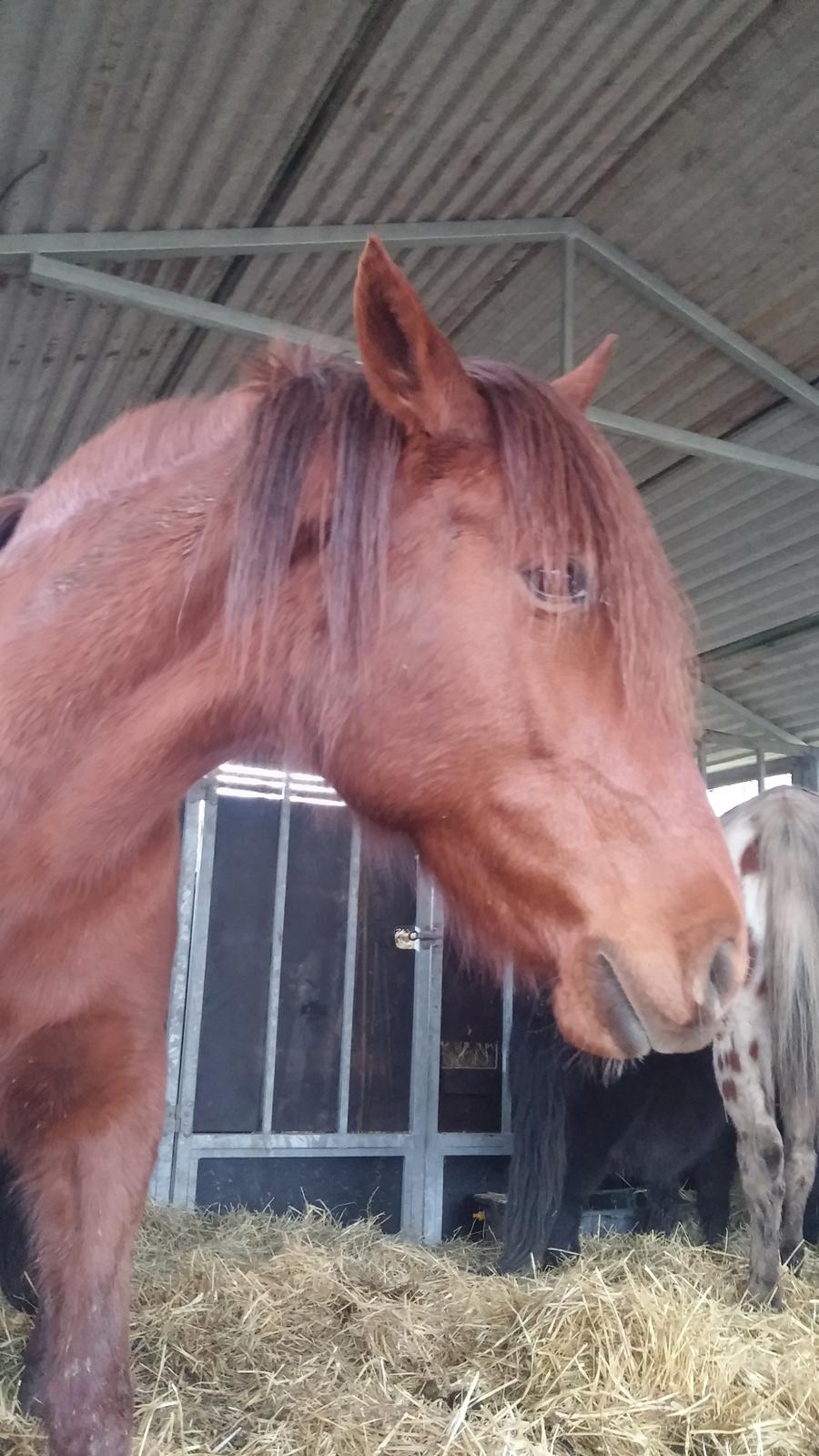 Paso-Peruanos GGS Jimina R.I.P billede 8