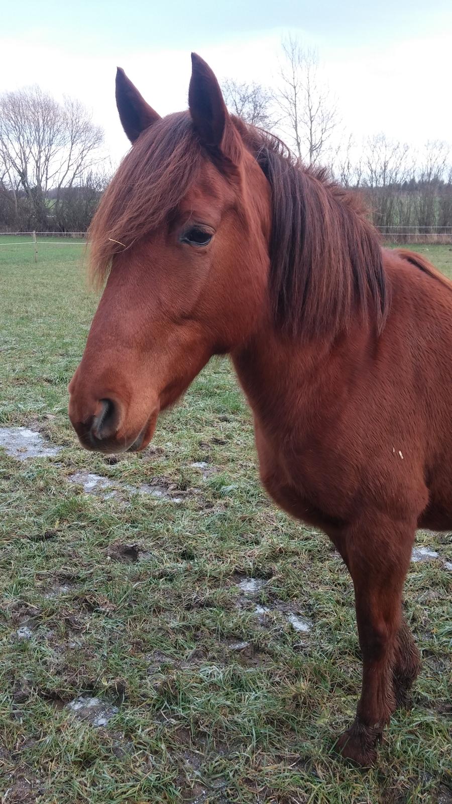 Paso-Peruanos GGS Jimina R.I.P billede 9