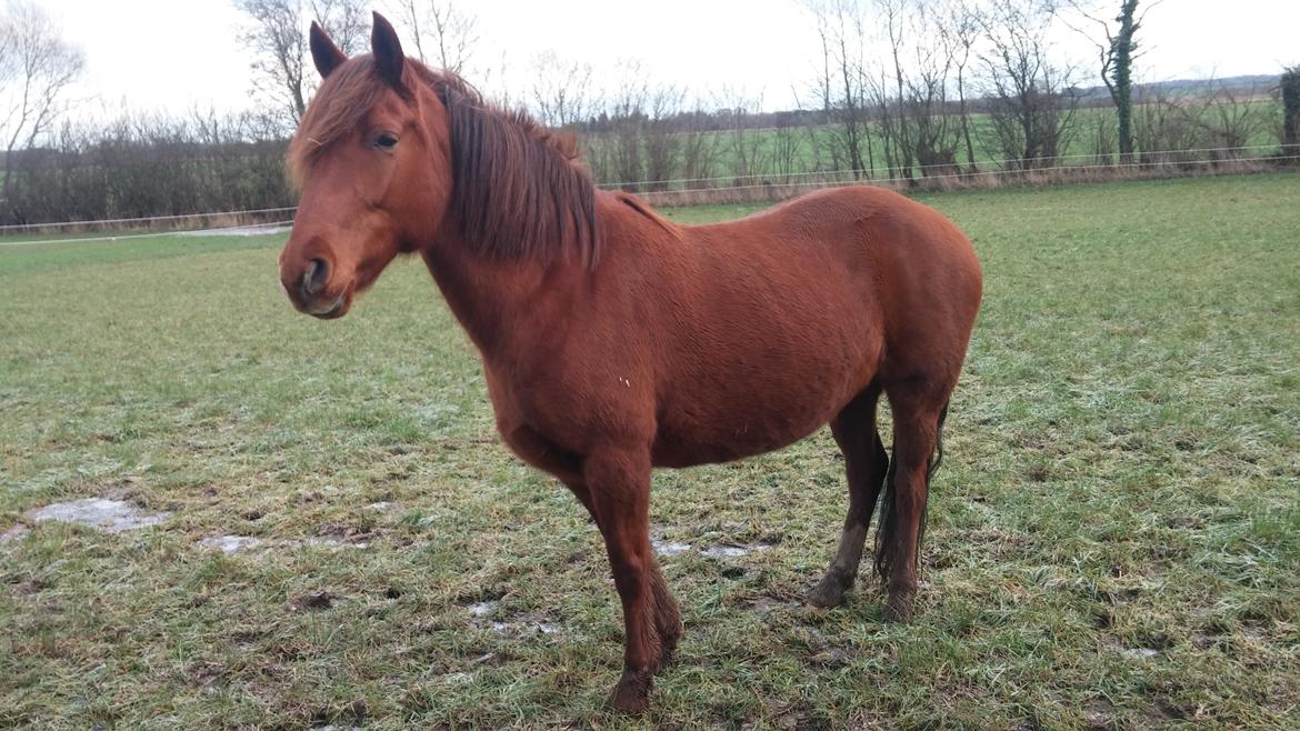 Paso-Peruanos GGS Jimina R.I.P billede 10