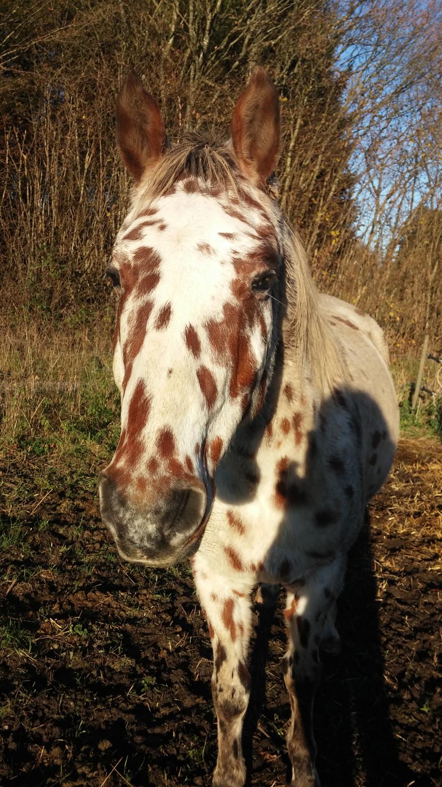 Appaloosa Santuti R.I.P billede 5