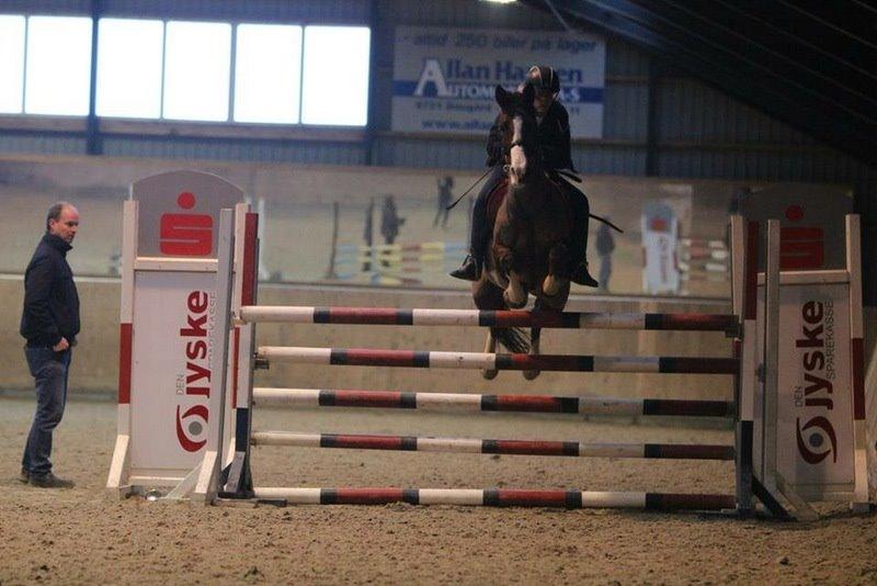 Hollandsk Sportspony Pablo billede 19