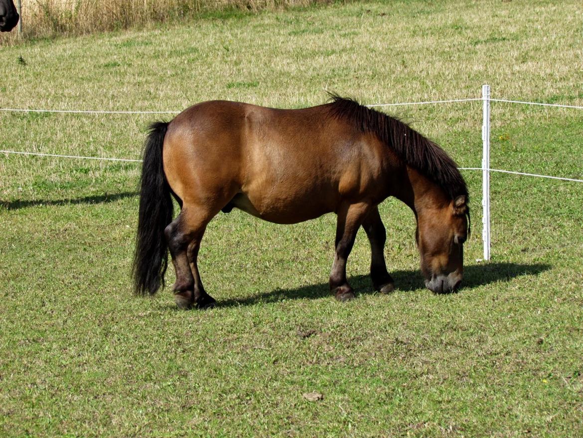 Shetlænder Lillemand billede 17