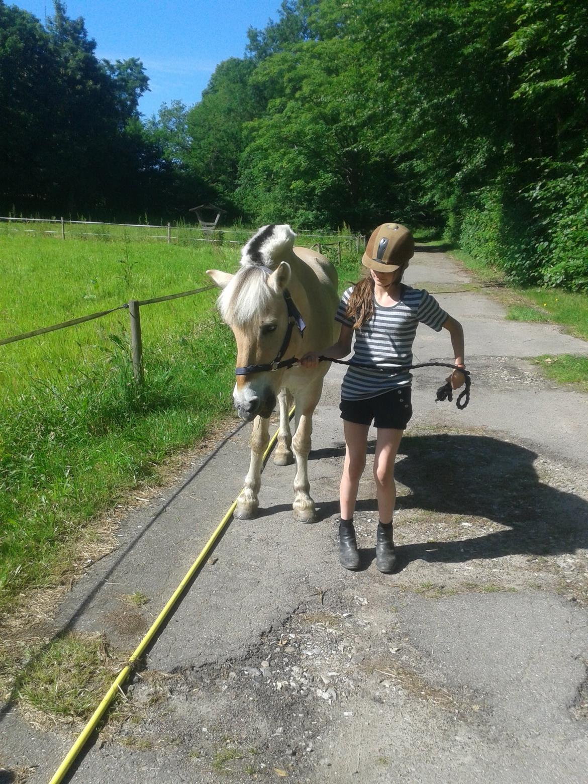 Fjordhest Tronto - Dejlig sommer dag billede 8