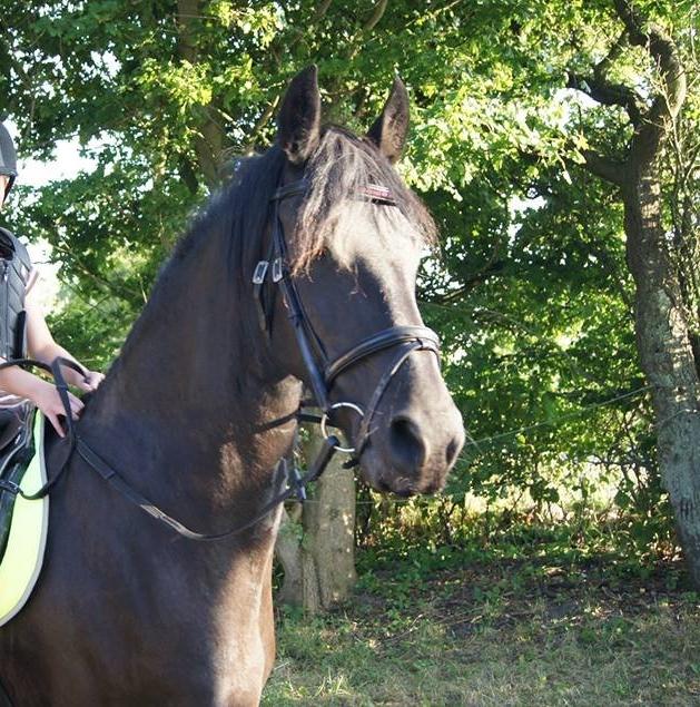 Frieser Aqua den dejlige billede 7