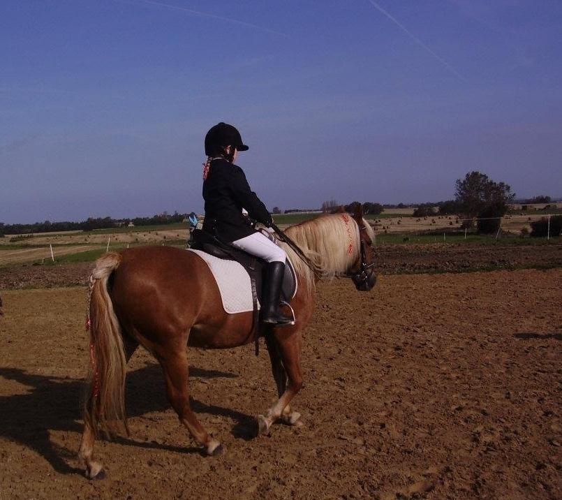 Anden særlig race abiliaty ( tidligere låne pony ) billede 5