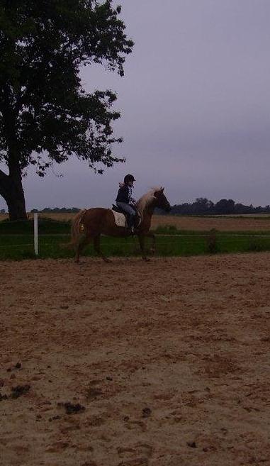 Anden særlig race abiliaty ( tidligere låne pony ) billede 15