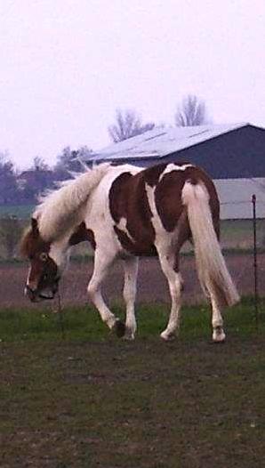 Pinto super smukke  fiona ( solgt ) billede 16