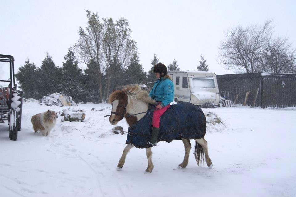 Pinto super smukke  fiona ( solgt ) billede 7