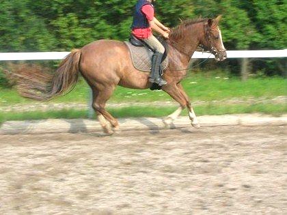 Welsh Partbred (Sec F) smukke Evita pigen. Solgt :( billede 8