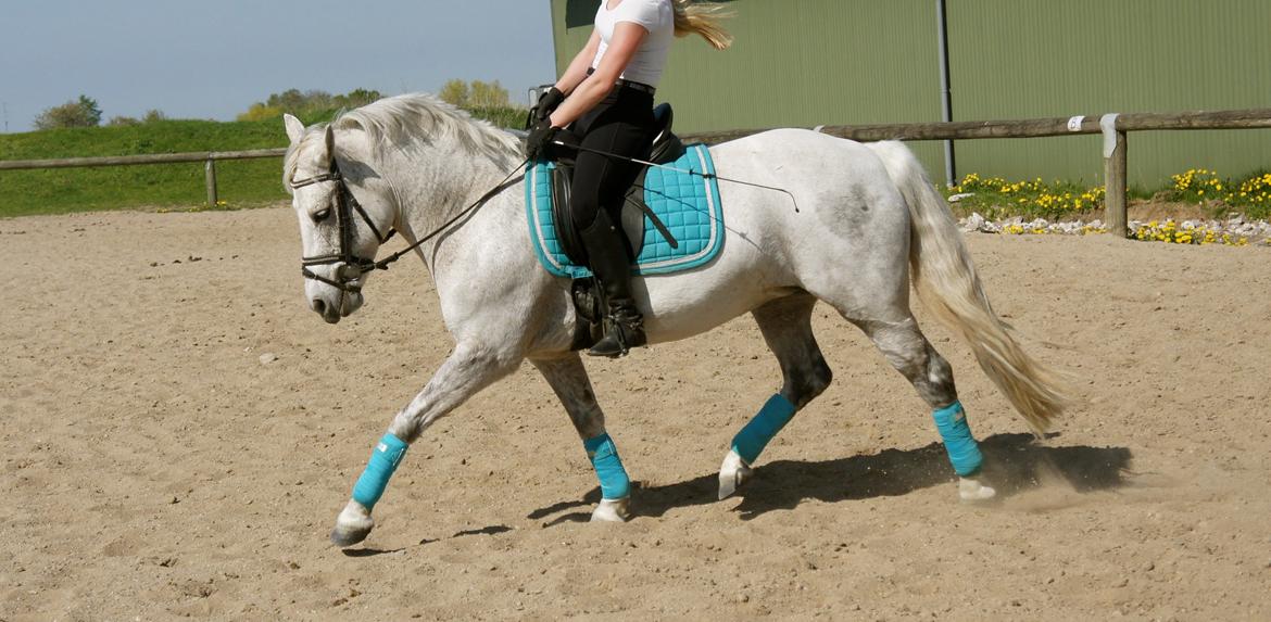 Anden særlig race Misti <3 billede 11