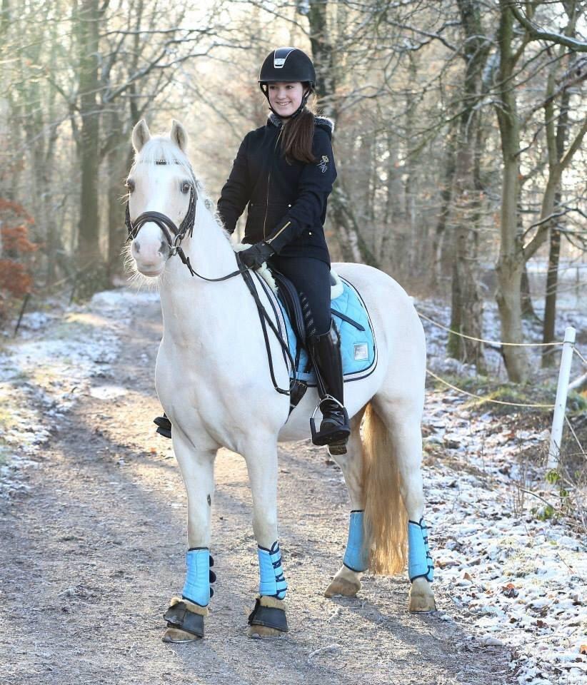 Welsh Pony af Cob-type (sec C) Rosengårdens nathowra billede 13