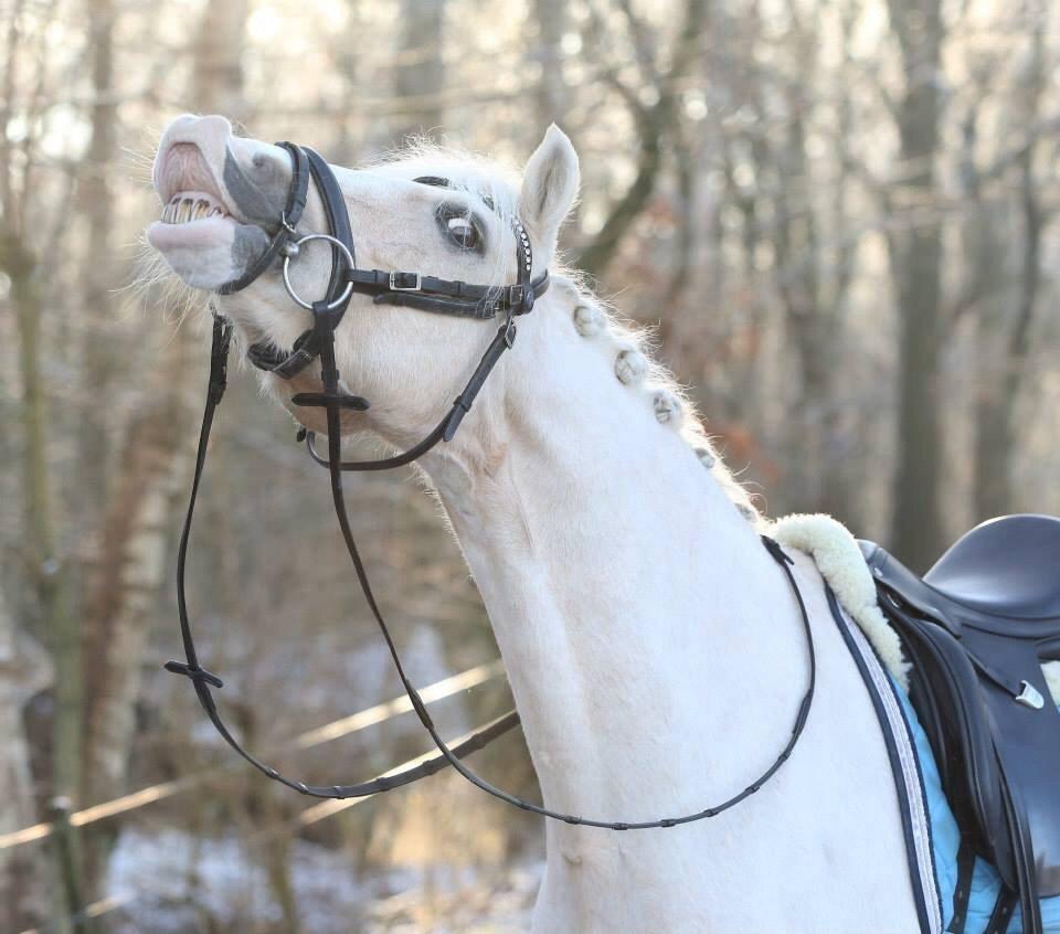 Welsh Pony af Cob-type (sec C) Rosengårdens nathowra billede 15