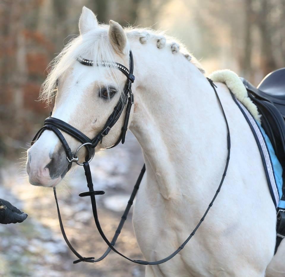 Welsh Pony af Cob-type (sec C) Rosengårdens nathowra billede 16