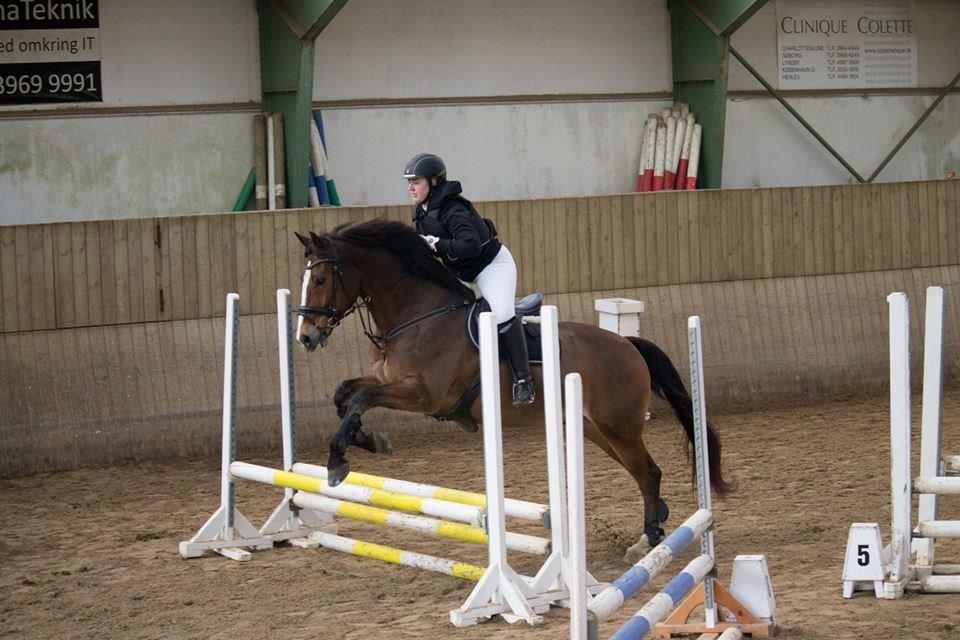 Oldenborg Højbodals Malix billede 3