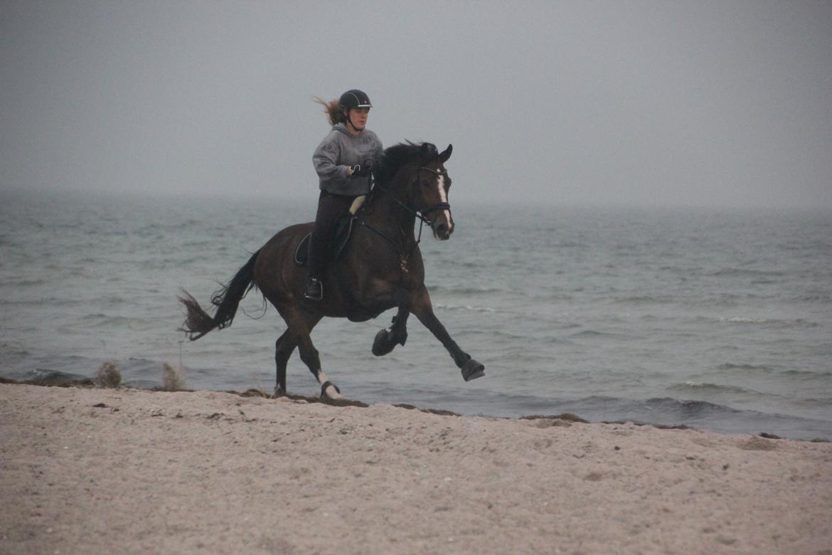 Oldenborg Højbodals Malix billede 7