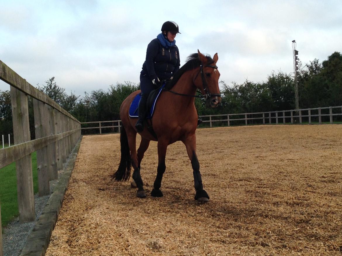 Holstener Chamanti billede 1