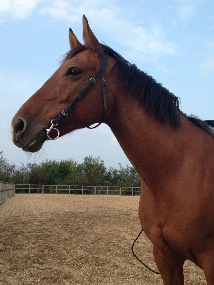 Holstener Chamanti billede 2