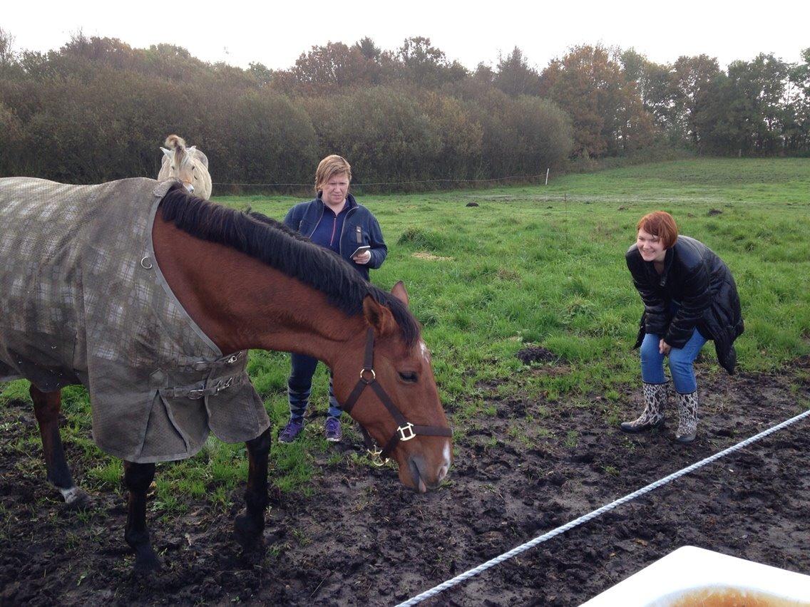 Holstener Chamanti billede 5