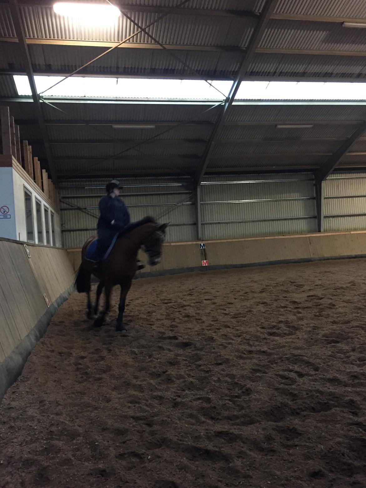 Holstener Chamanti billede 9