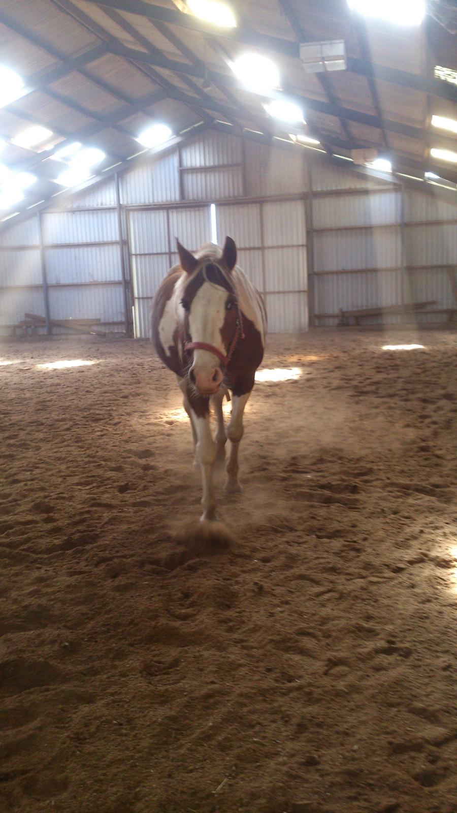 Pinto Ducati billede 4