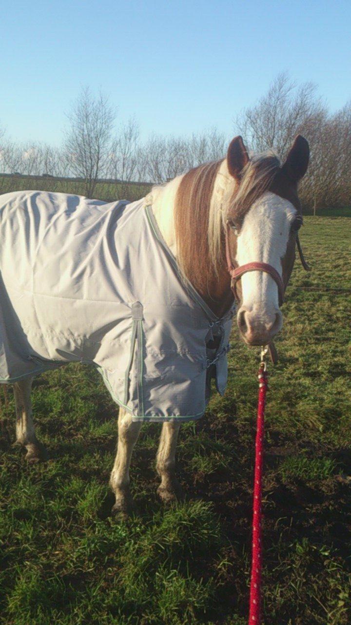 Pinto Ducati billede 6