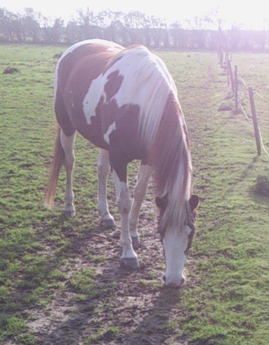 Pinto Ducati billede 5