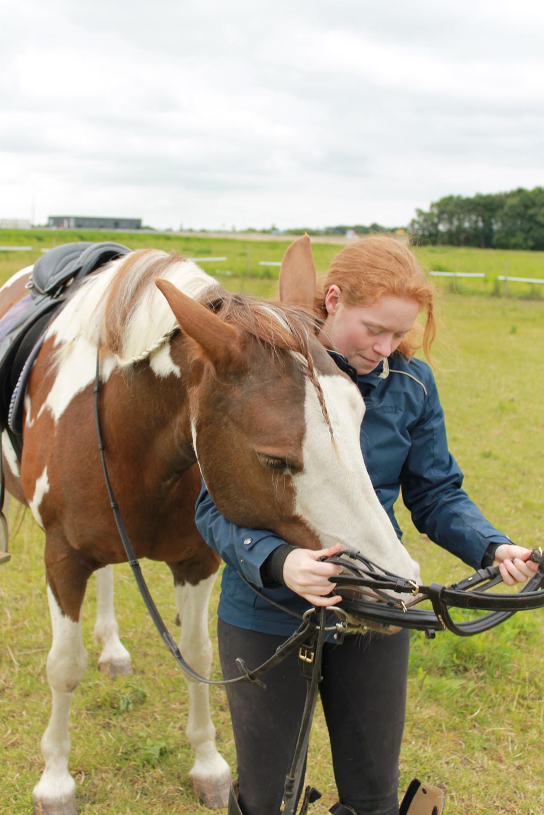Pinto Ducati billede 8