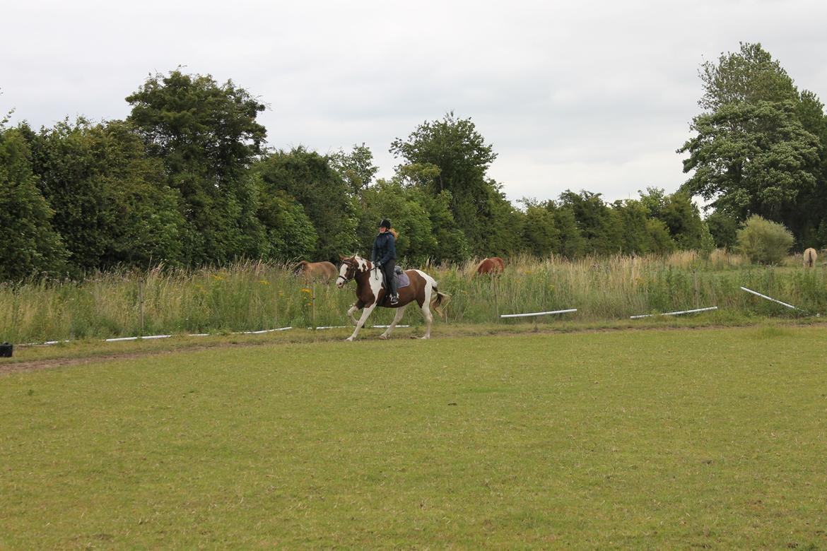 Pinto Ducati billede 9