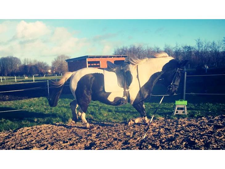 {{currentPhoto.altText}} billede {{currentPhoto.number}}