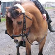 Anden særlig race Tinika