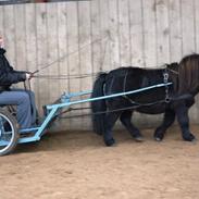 Shetlænder Stjernens Bingo