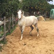 Arabisk fuldblod (OX) Wolantes Waheed