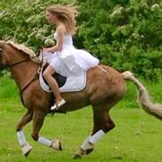 Haflinger Røgtergårdens Aqua *Felix* //MY SOULMATE<3//