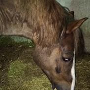 Welsh Cob (sec D) Maylie Selwyn 