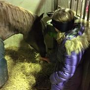 Welsh Cob (sec D) Maylie Selwyn 