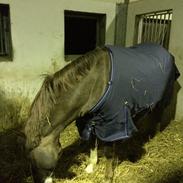 Welsh Cob (sec D) Maylie Selwyn 