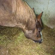 Welsh Cob (sec D) Maylie Selwyn 