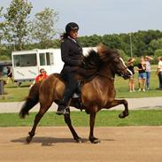 Islænder Gáska fra Aastrup