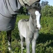 Islænder Gáska fra Aastrup