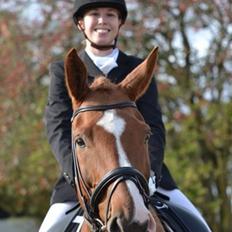 Dansk Varmblod Storgaardens Rialto