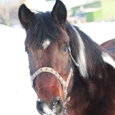 Anden særlig race Falco Fede Pony