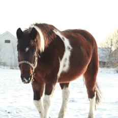 Anden særlig race Falco Fede Pony